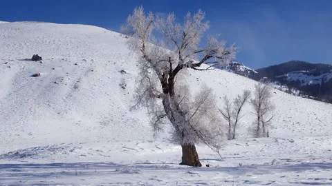 Snowy Yellowstone Landscape Stock-Footage 202068307