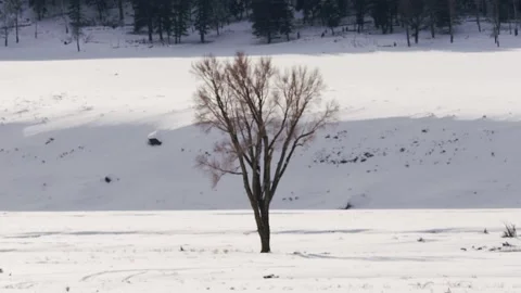 Snowy Yellowstone Landscape Stock-Footage 202095603