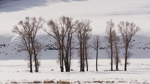 Snowy Yellowstone Landscape Stock-Footage 202095668