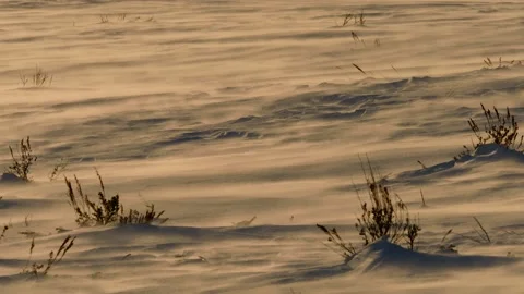 Snowy Yellowstone Landscape Stock-Footage 202108216