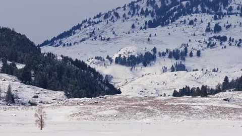 Snowy Yellowstone Landscape Stock-Footage 202109746