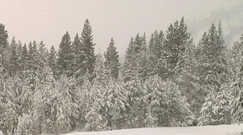 SnowyTrees 1080 動画素材 842505