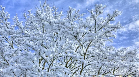 SnowyTrees Stock Footage 1098763