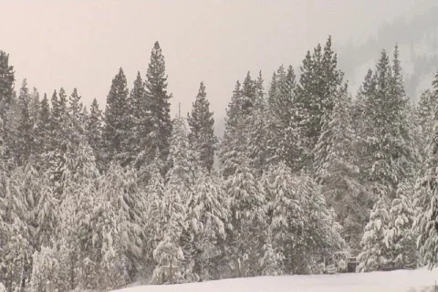 SnowyTrees NTSC DV Stock Footage 842160