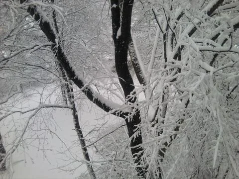 Snowytrees Stock Photos