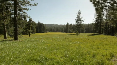 Snp_meadow01 Stock Footage 458440