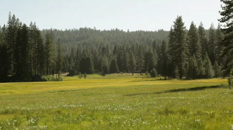 Snp_meadow02 Stock Footage 458458