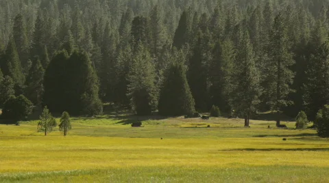 Snp_meadow03 Video stock 458475
