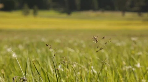 Snp_weeds_meadow Video stock 458485