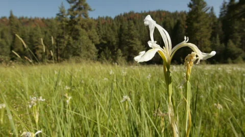 Snp_wildflower_meadow01 Video stock 458371