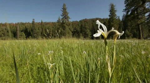 Snp_wildflower_meadow02 Video stock 458354