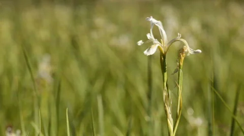 Snp_wildflower_meadow03 Stock Footage 458202
