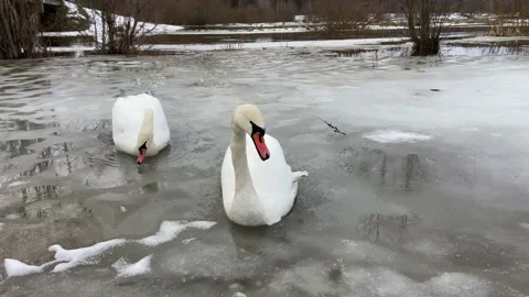 Sns walking on ice. Stock Footage 229166542