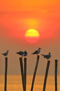 Snset 스톡 사진