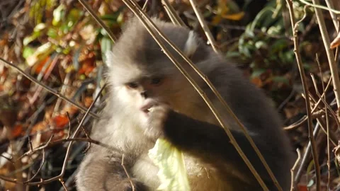 Snub-nosed monkey close up shangri la china Stock Footage 130729231