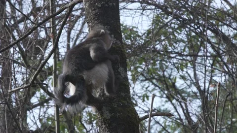 Snub-nosed monkey eating china shangri la Stock Footage 130732017