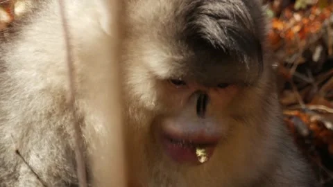 Snub-nosed monkey eating close up china Video stock 130729132