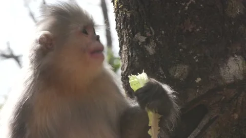 Snub-nosed monkey eating closeup china Stock Footage 130731795