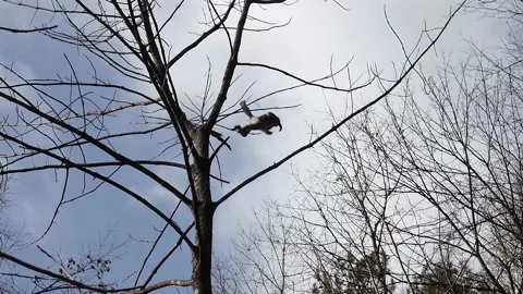 Snub-nosed monkey jumping china Stock Footage 130731301