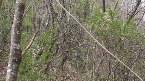 Snub-nosed monkey playing china shangri la Stock Footage 130731965