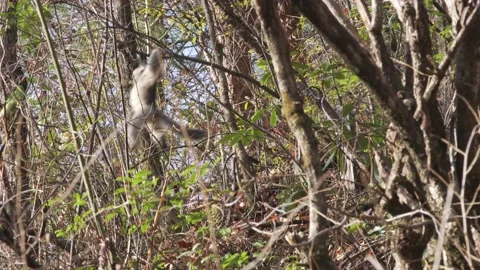Snub-nosed monkey playing in trees china Video stock 130731826