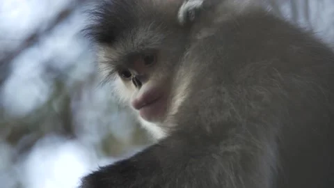 Snub-nosed monkey shangri la china winter Stock Footage