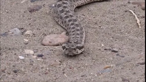 Snub nosed Yarara Viper Stock Footage 281180722