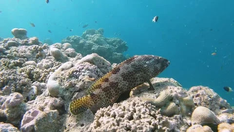 Snubnose Grouper lurks sitting at tropical coral in coral garden in reef Stock Footage 245952353