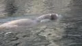 Snuffling swimming Walruß in rocky terrain HD Footage