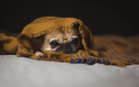 Snug pug in rug Stock Photos