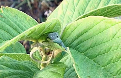 Snuggled gecko Stock Photos