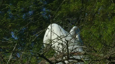 Snuggling egrets Stock Footage 11115148