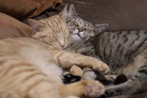 Snuggling Kittens Stock Photos