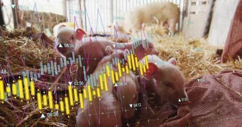 Snuggling piglet cluster nesting on straw, burlap in wood pen, with larger pig Stock Photos