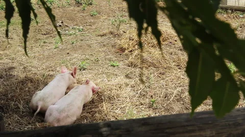 Snuggling Pigs Stock Footage 53532879