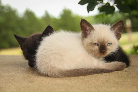 Snuggling White Kitty with Black Kitty Stock Photos