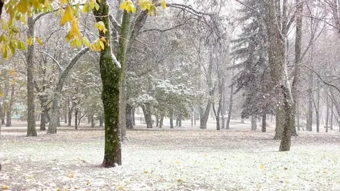 Snw falling in the park Stock Footage 70197228