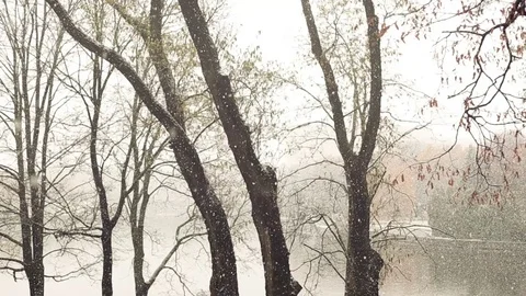 Snw falling in the park Stock Footage 70306634