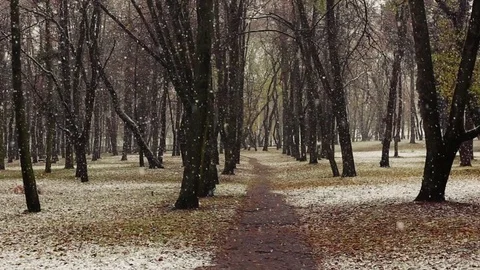 Snw falling in the park Stock Footage 70803541