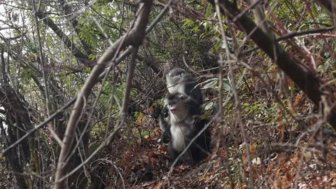 Snyb-nosed monkey two china winter Video stock 130731337