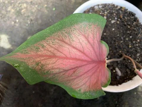 So beatiful leaves 库存照片