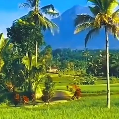 So Beautiful View of Rice Fields in the Village 스톡 동영상 241010028