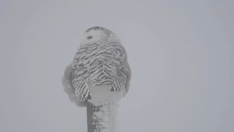 SO - Calgary, FE, Winter, snow, male, CU, EC, post Stock Footage 151228855