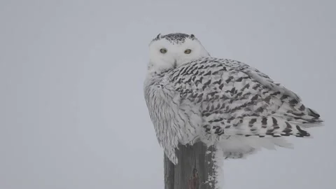 SO - Calgary, fe, Winter, snow, CU, EC, post Stock Footage 151228911