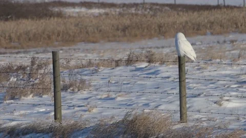 SO - Calgary, Winter, snow, EC, post, mc, male, tko Видео 151228893