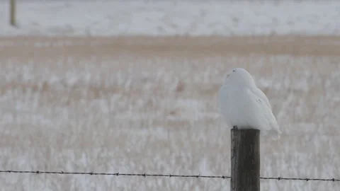 SO - Calgary, Winter, snow, EC, post, mc, male Stock Footage 151228902
