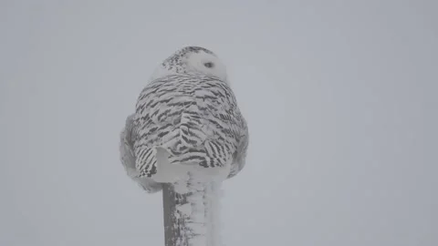SO - Calgary, Winter, snow, FE, CU, EC, post Stock Footage 151228903