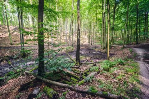 So called Beech Woods - large landscape park in Szczecin city, Poland Stock Photos