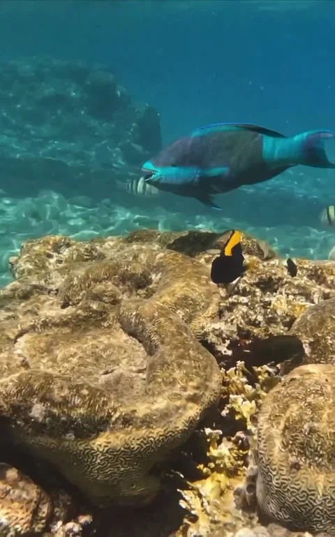 So Close to Gorgeous Blue Parrotfish - Video with Sound  Stock Footage 233110567
