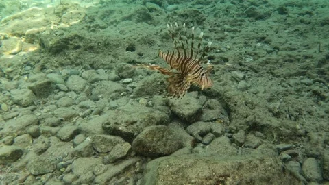 So close to a Lionfish while scuba diving in the Red Sea  Stock Footage 250691398